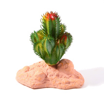 Betta Terra Cactus 10cm